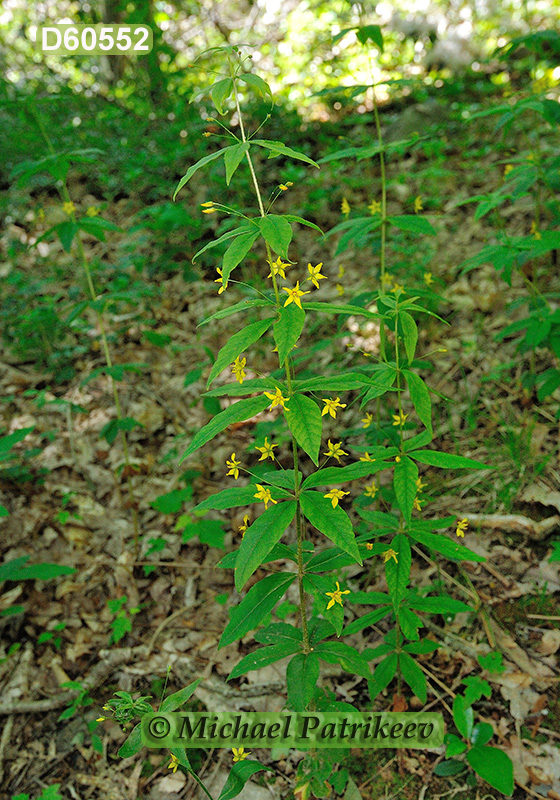 Whorled Loosestrife (Lysimachia quadrifolia)